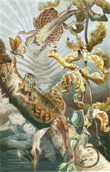 Lagarto volador, lámina de "Brehms Tierleben: Allgemeine Kunde des Tierreichs", vol.7, p.51, publicado por Bibliographisches Institut de German School