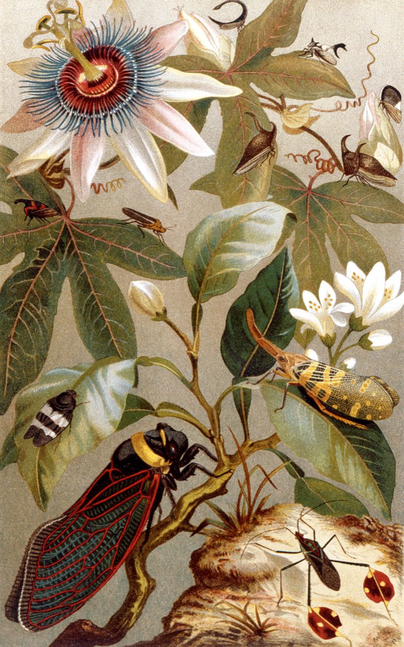 Cigarras extranjeras, lámina de Brehms Tierleben: Allgemeine Kunde des Tierreichs, vol.9, p.637, publicada por Bibliographisches Institut, 1892 de German School