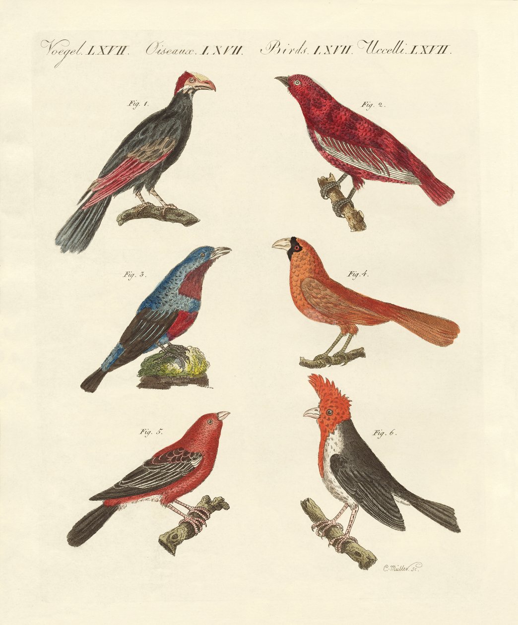 Aves extranjeras hermosas de German School