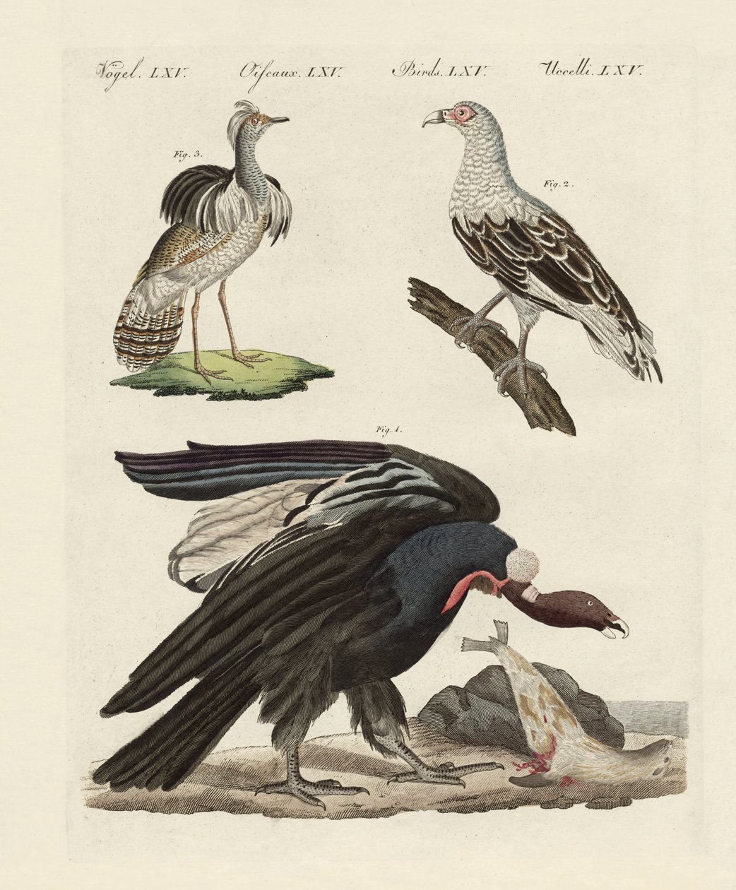 Aves extranjeras de German School