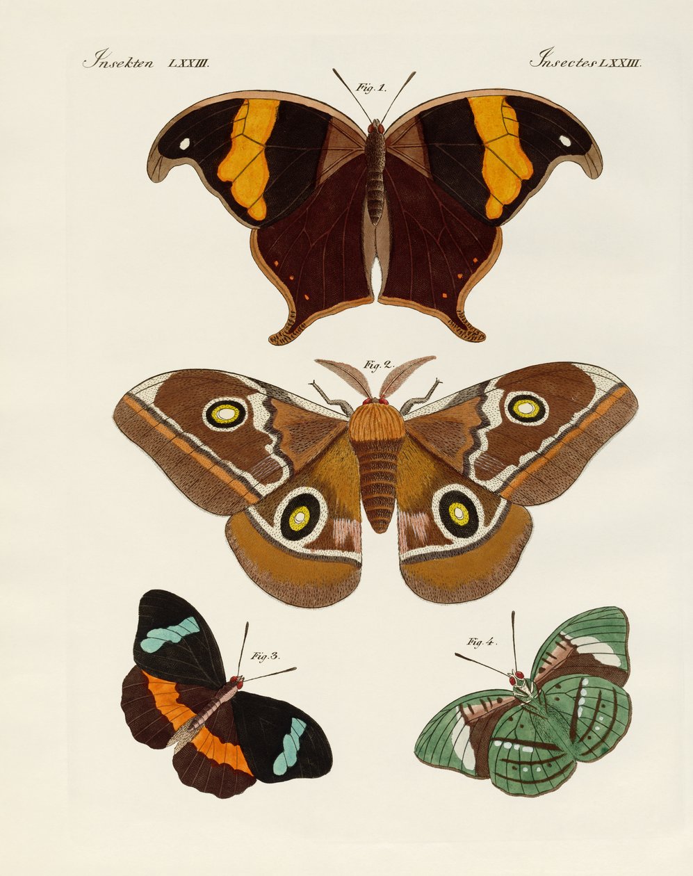 Mariposas extranjeras de German School