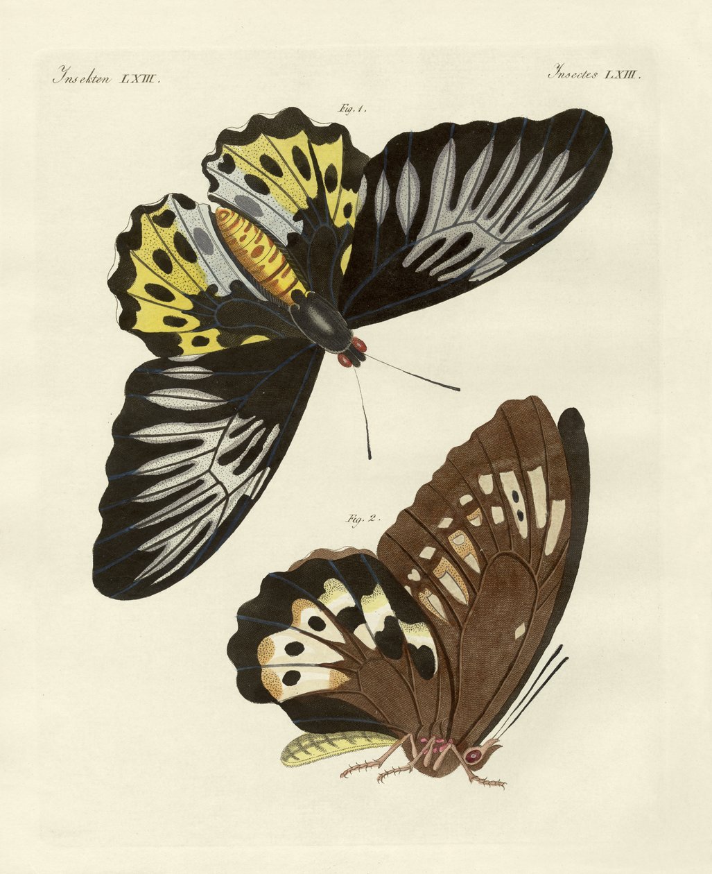 Mariposas extranjeras de tamaño fenomenal (grabado en color) de German School