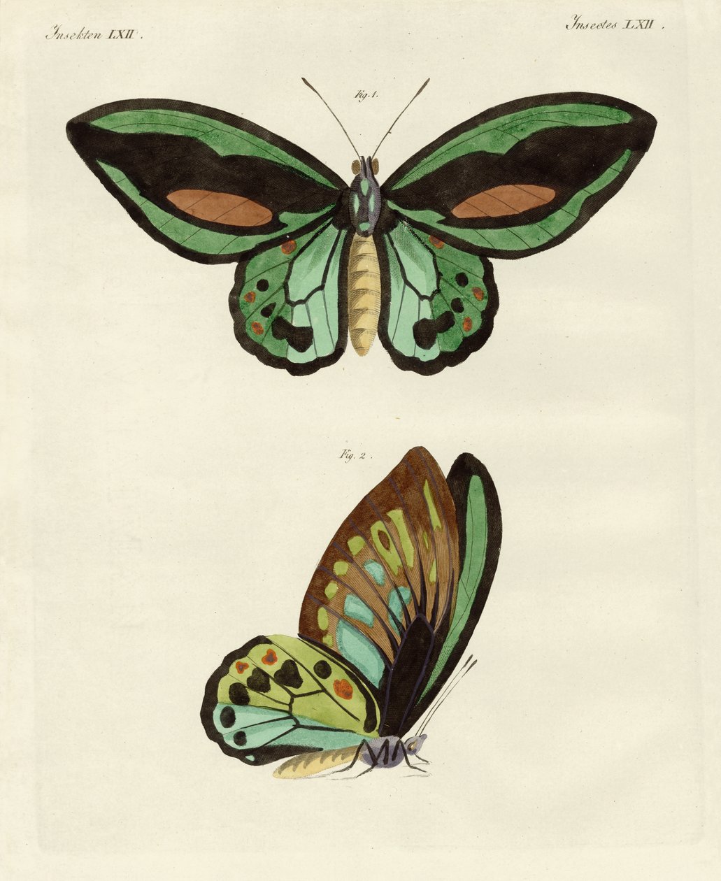 Mariposas extranjeras de tamaño fenomenal de German School