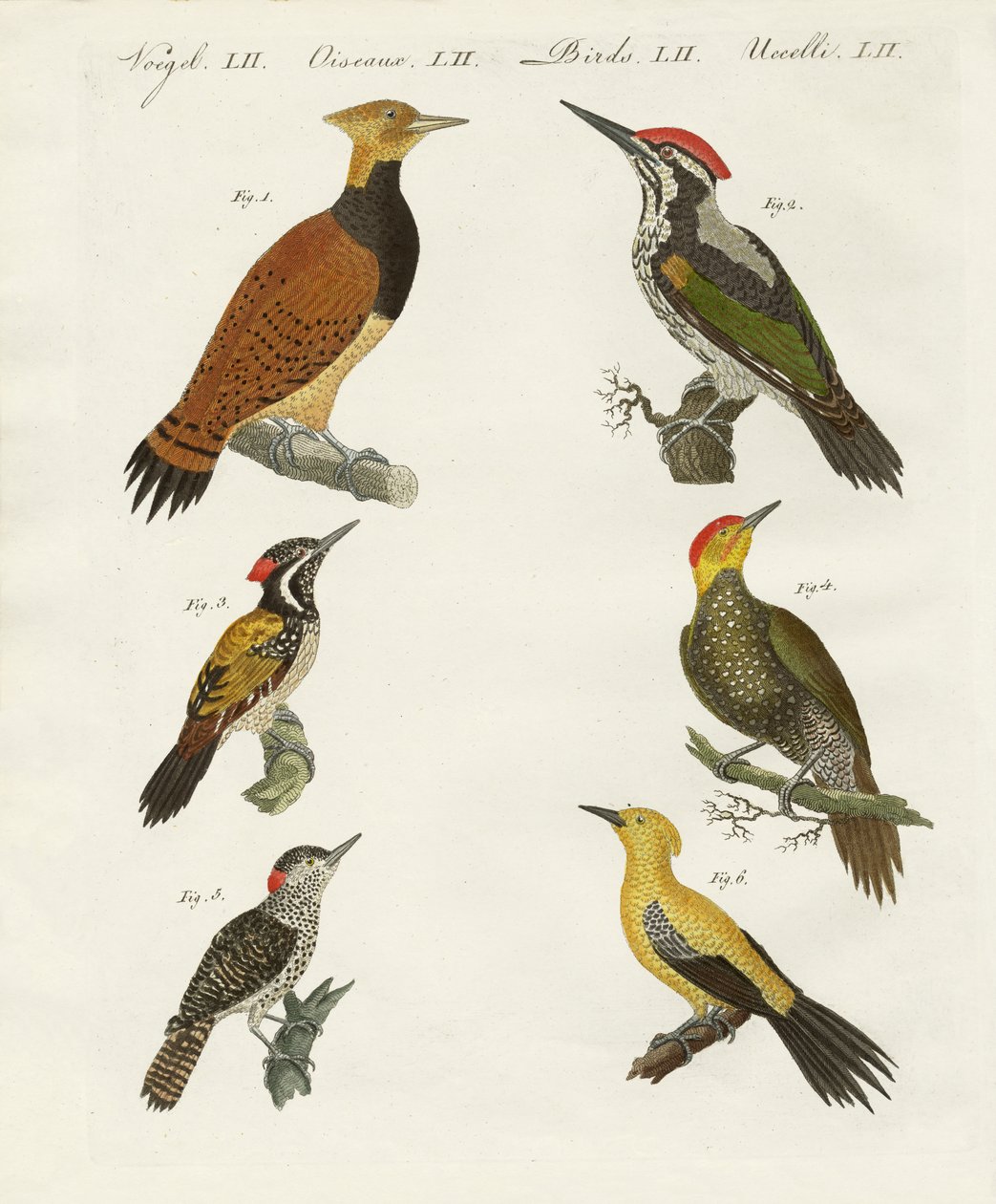 Pájaros carpinteros extranjeros de German School