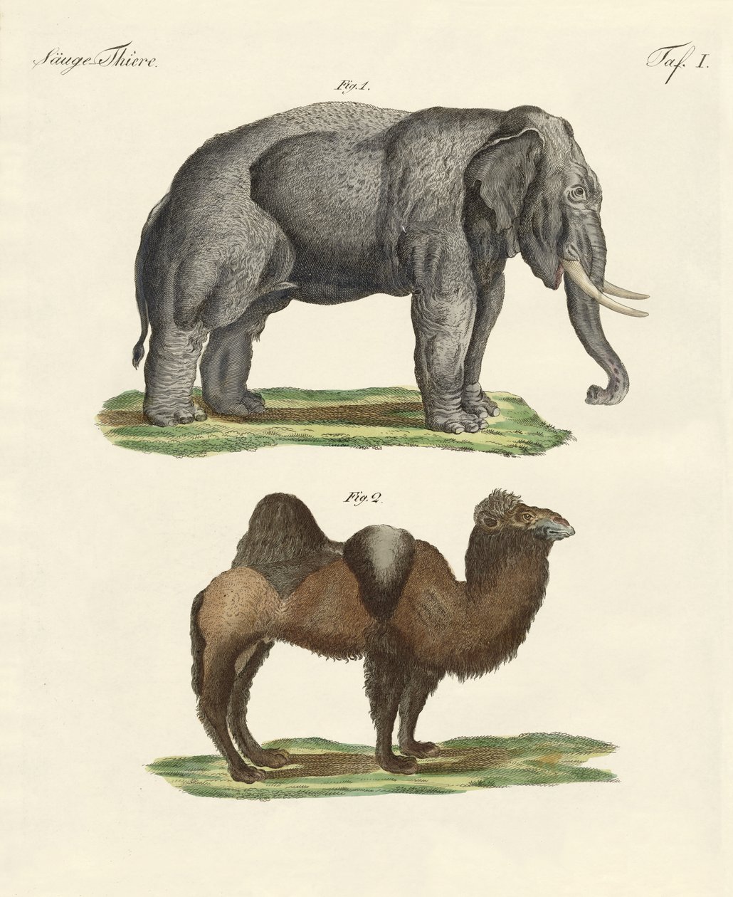 Animales cuadrúpedos de German School