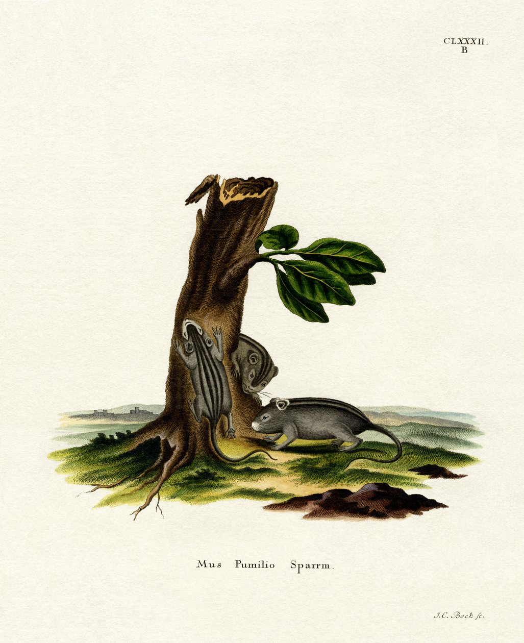 Ratón de Hierba de Cuatro Rayas de German School