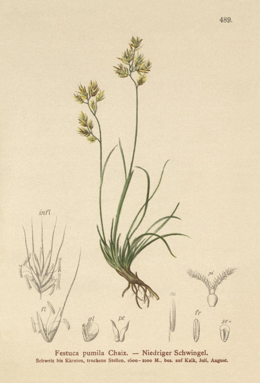 Festuca pumila, Festuca quadriflora de German School