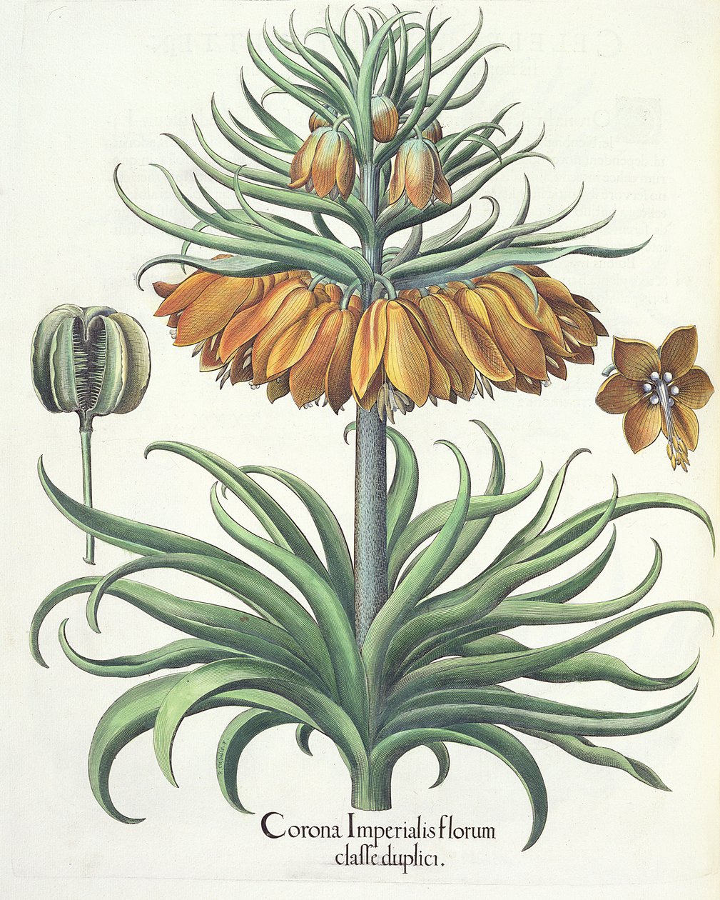 Fritilaria: Corona Imperialis florum classe duplici, del Hortus Eystettensis por Basil Besler (1561-1629), pub. 1613 de German School
