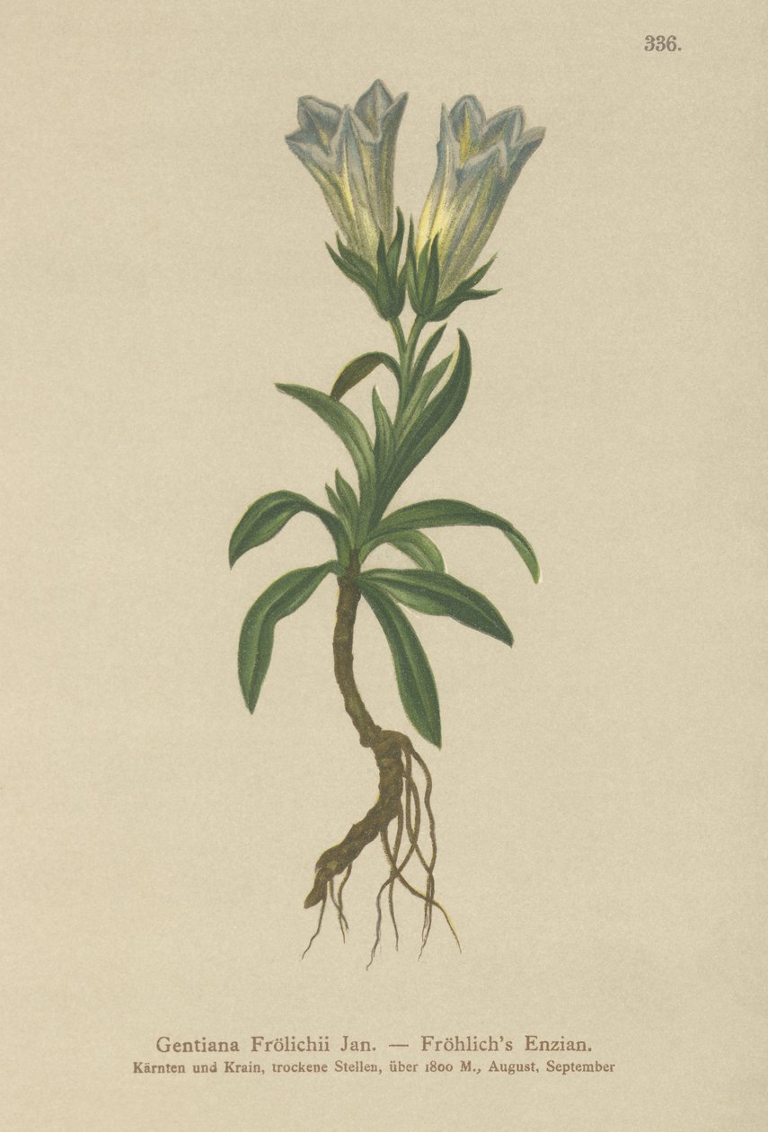 Genciana de Froelich (Gentiana Froelichii) de German School