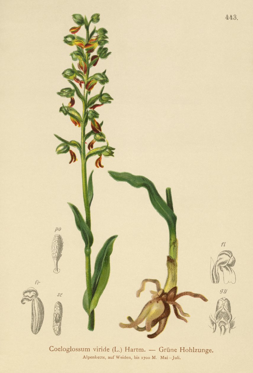 Orquídea Rana (Coeloglossum viride) de German School