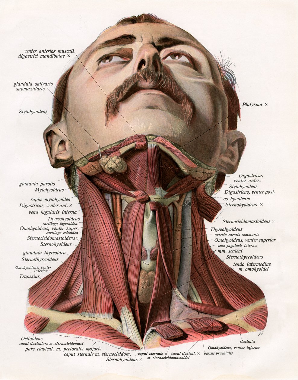 Vista frontal de los músculos y glándulas del cuello humano de German School