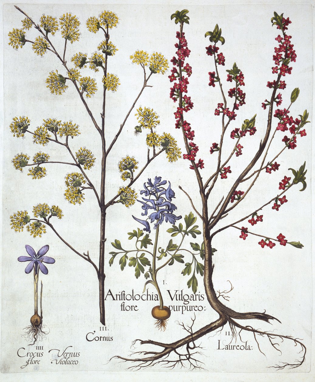 Corydalis, Daphne mezereum, cerezo cornalino y azafrán de primavera, de Hortus Eystettensis, por Basil Besler, pub. 1613 de German School