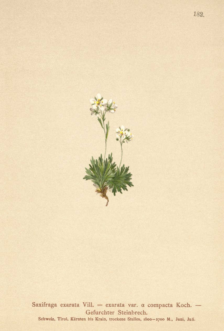 Saxífraga surcada (Saxifraga exarata, Saxifraga exarata var. compacta, Saxifraga exarata ssp. moschata) de German School