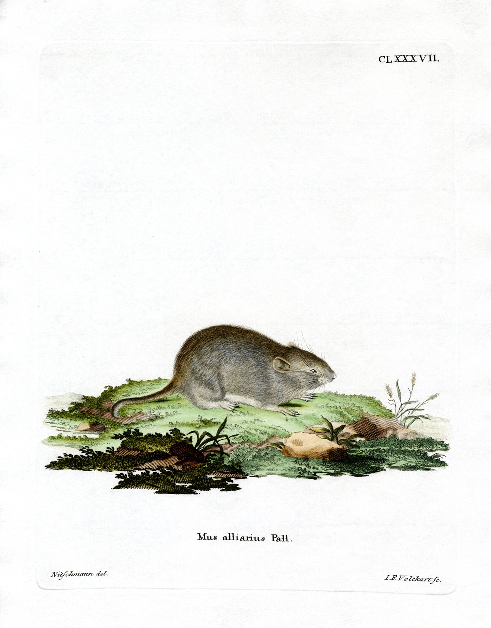 Ratón de Ajo de German School