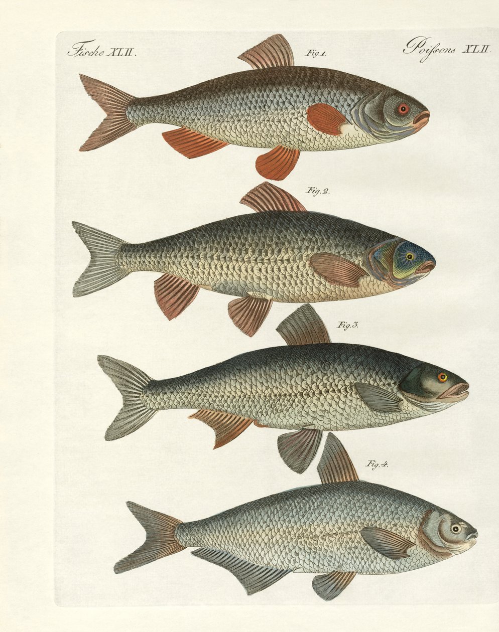 Peces de río alemanes de German School