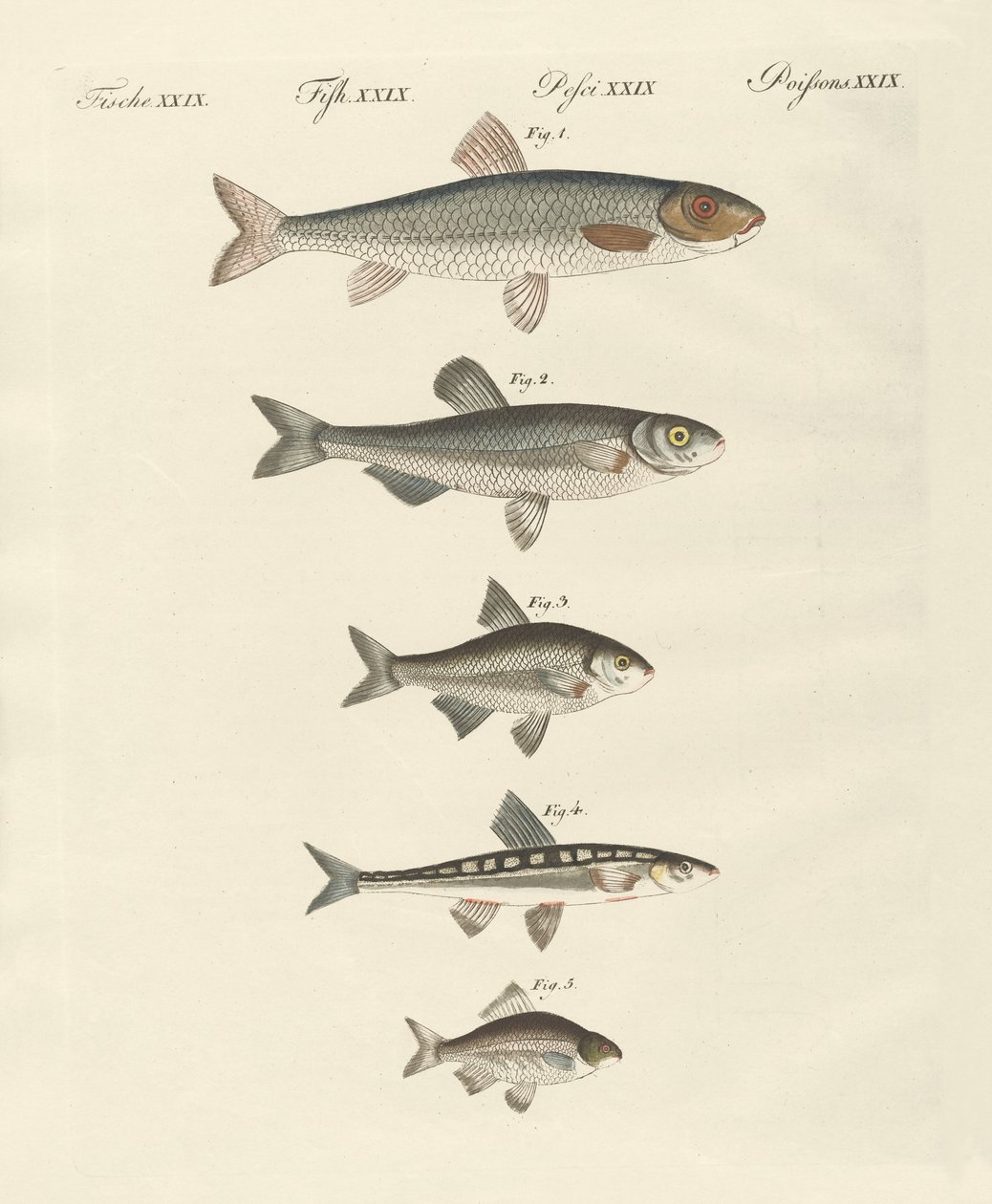 Peces de río alemanes de German School