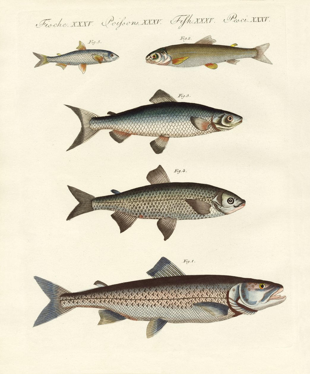 Peces de río alemanes de German School