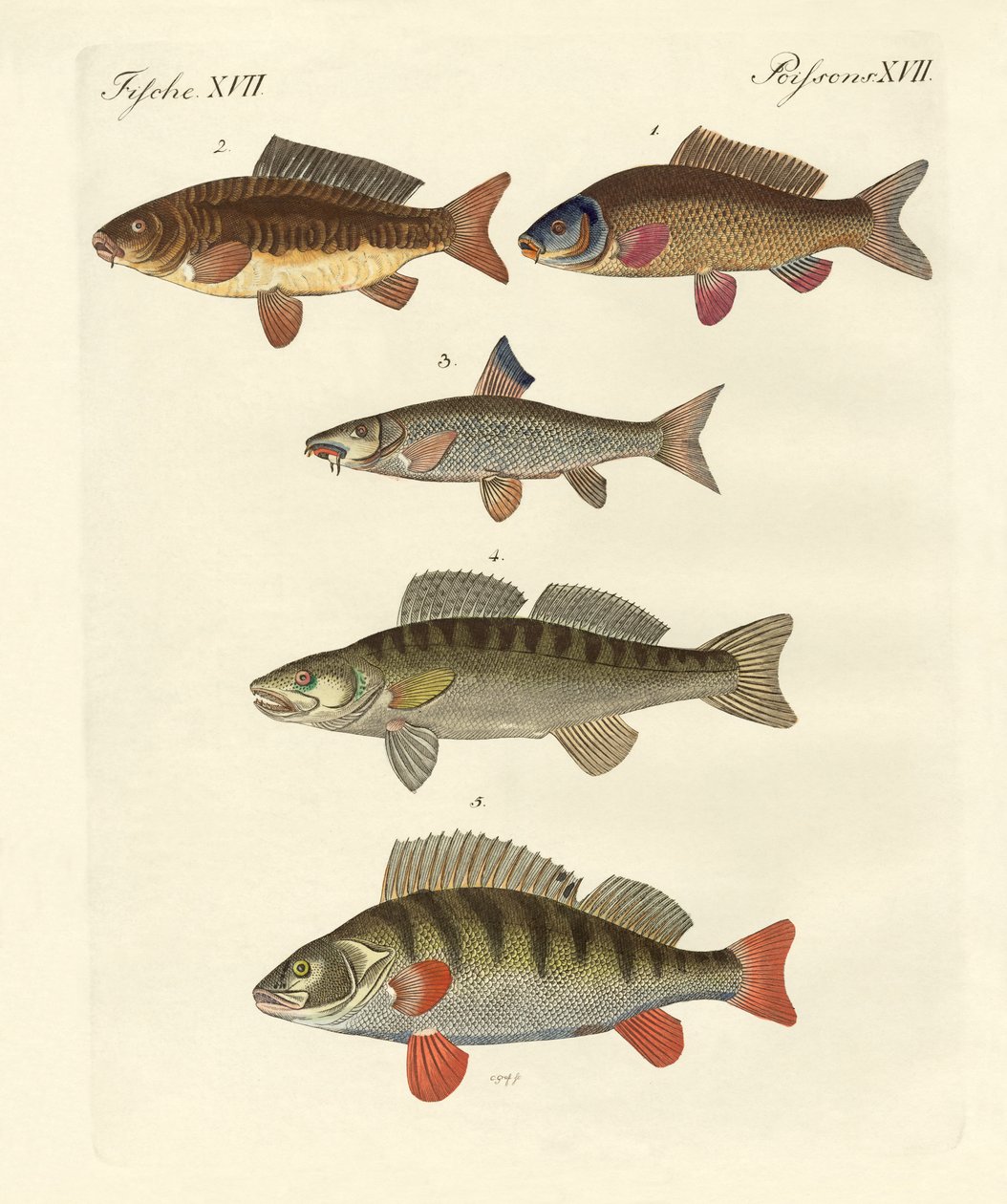 Peces marinos alemanes de German School