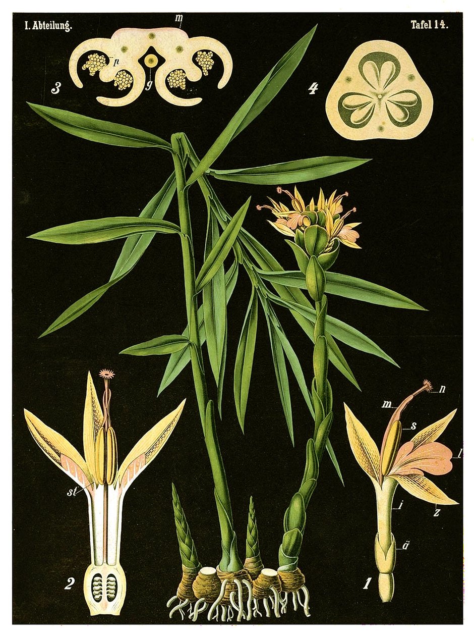 Jengibre (Zingiber officinale Roscoe) c.1890 de German School