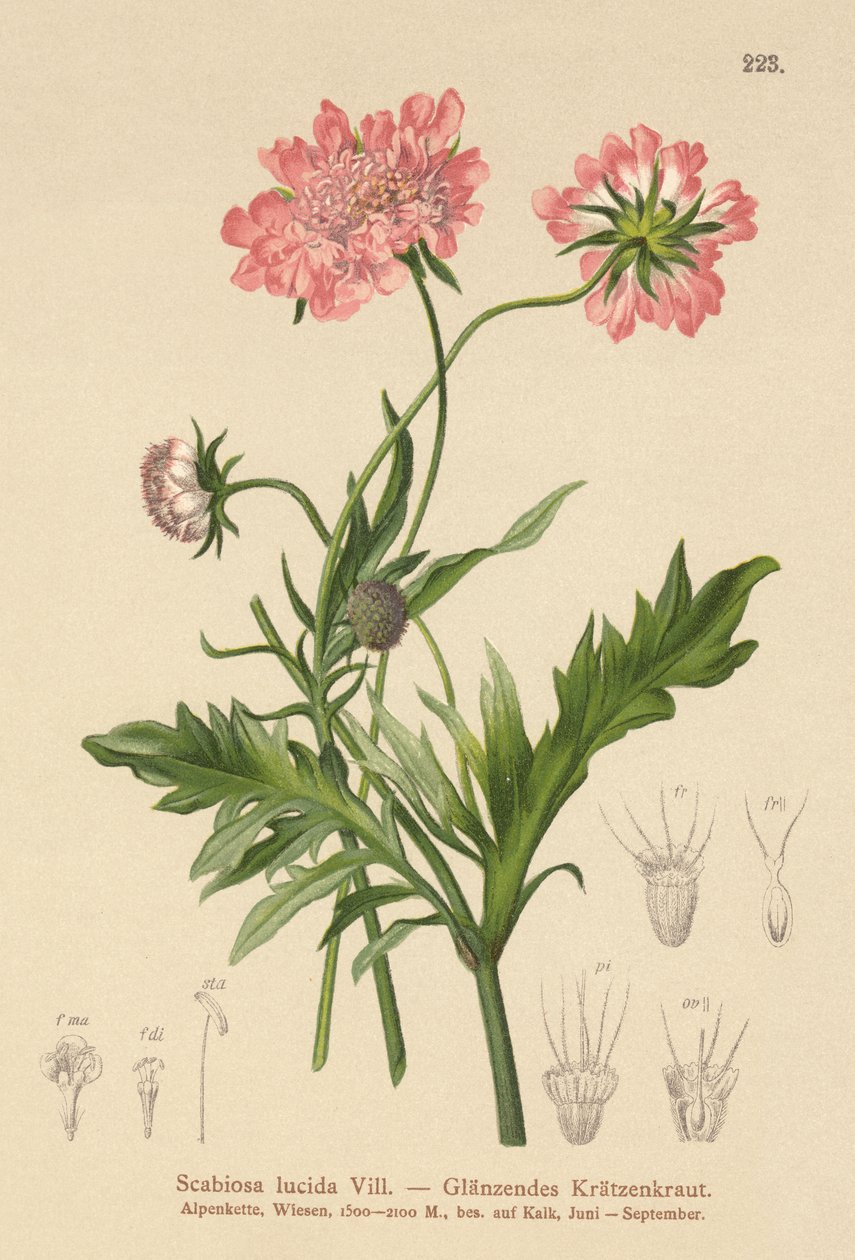 Escabiosa brillante (Scabiosa lucida) de German School
