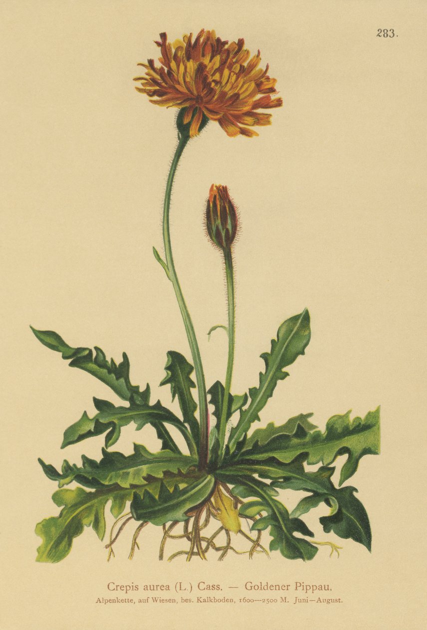 Crepis dorada (Crepis aurea) de German School