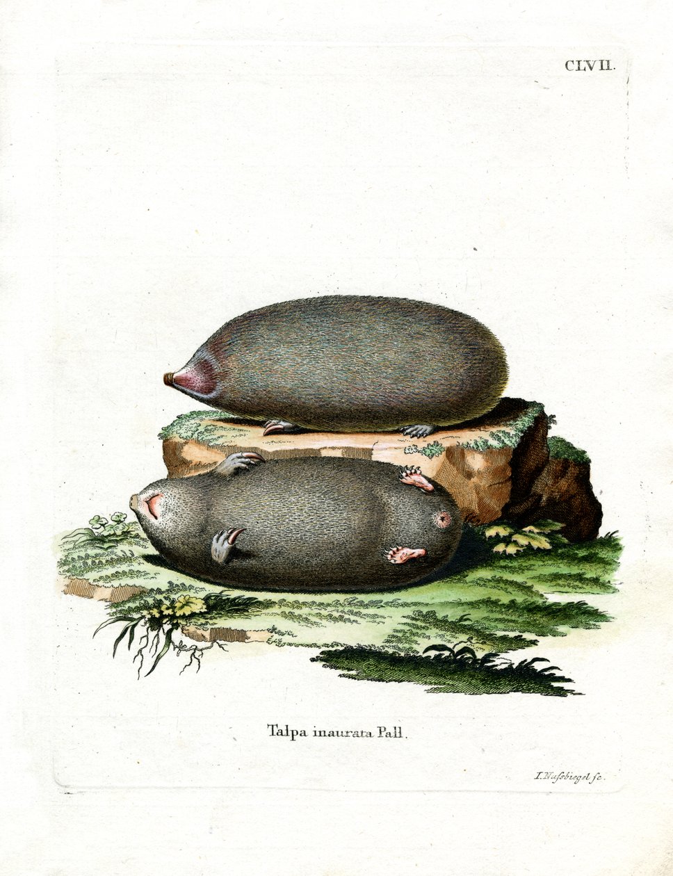 Topo dorado de German School