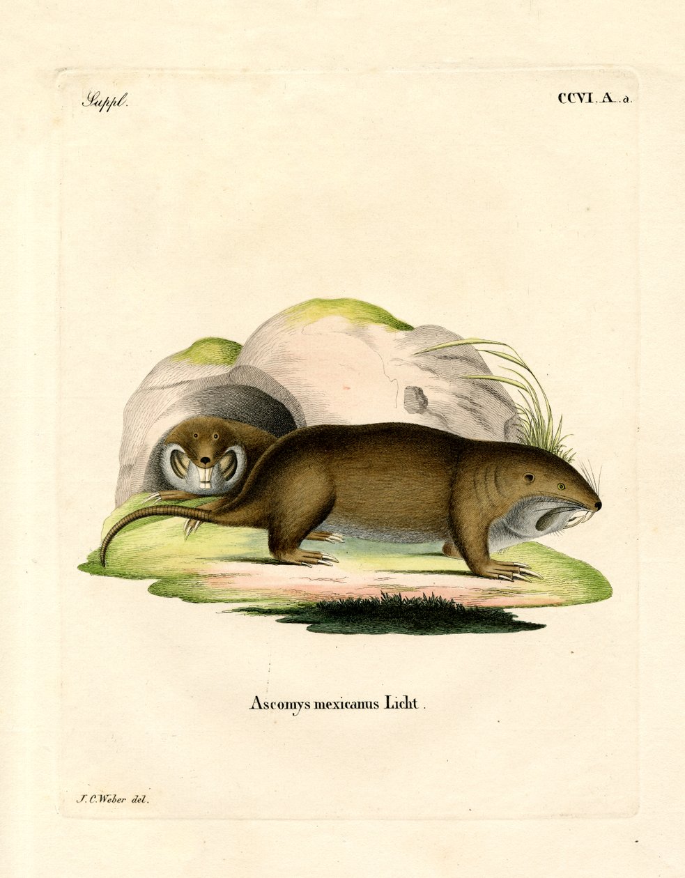 Tucotuco de German School