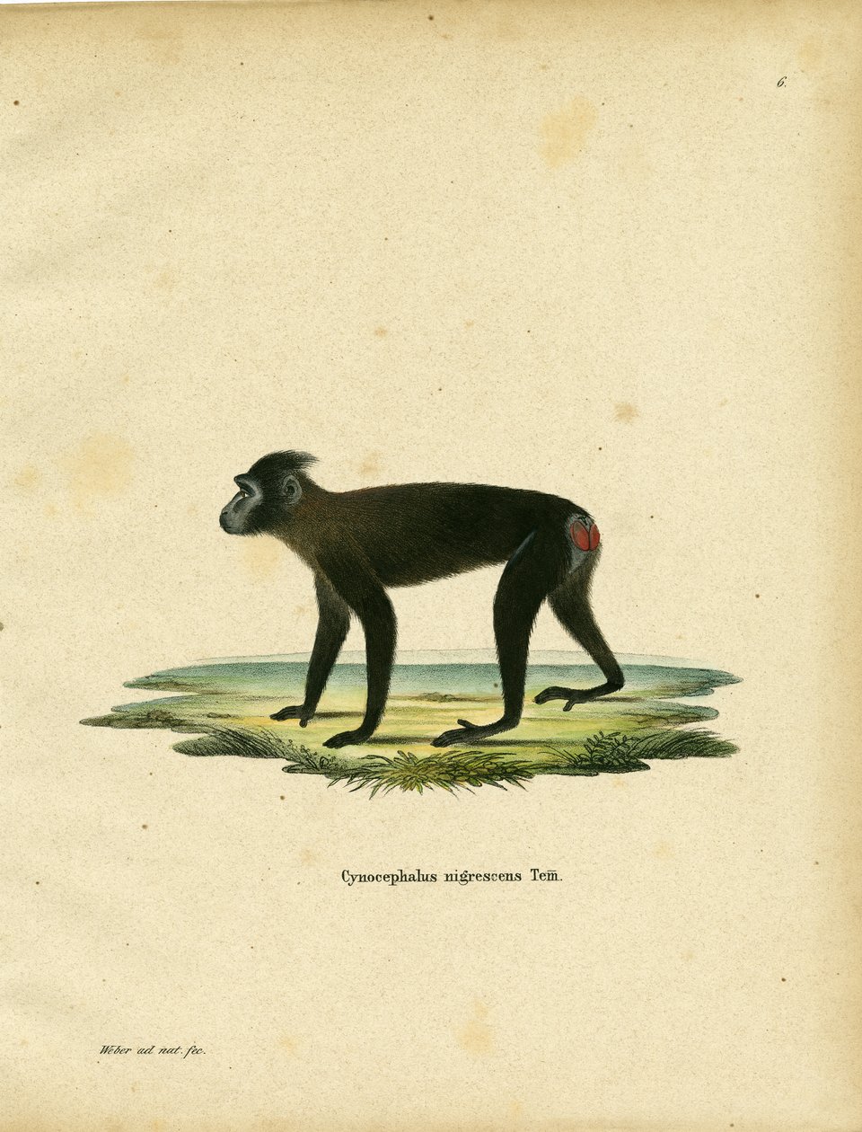 Macaco de Gorontalo de German School