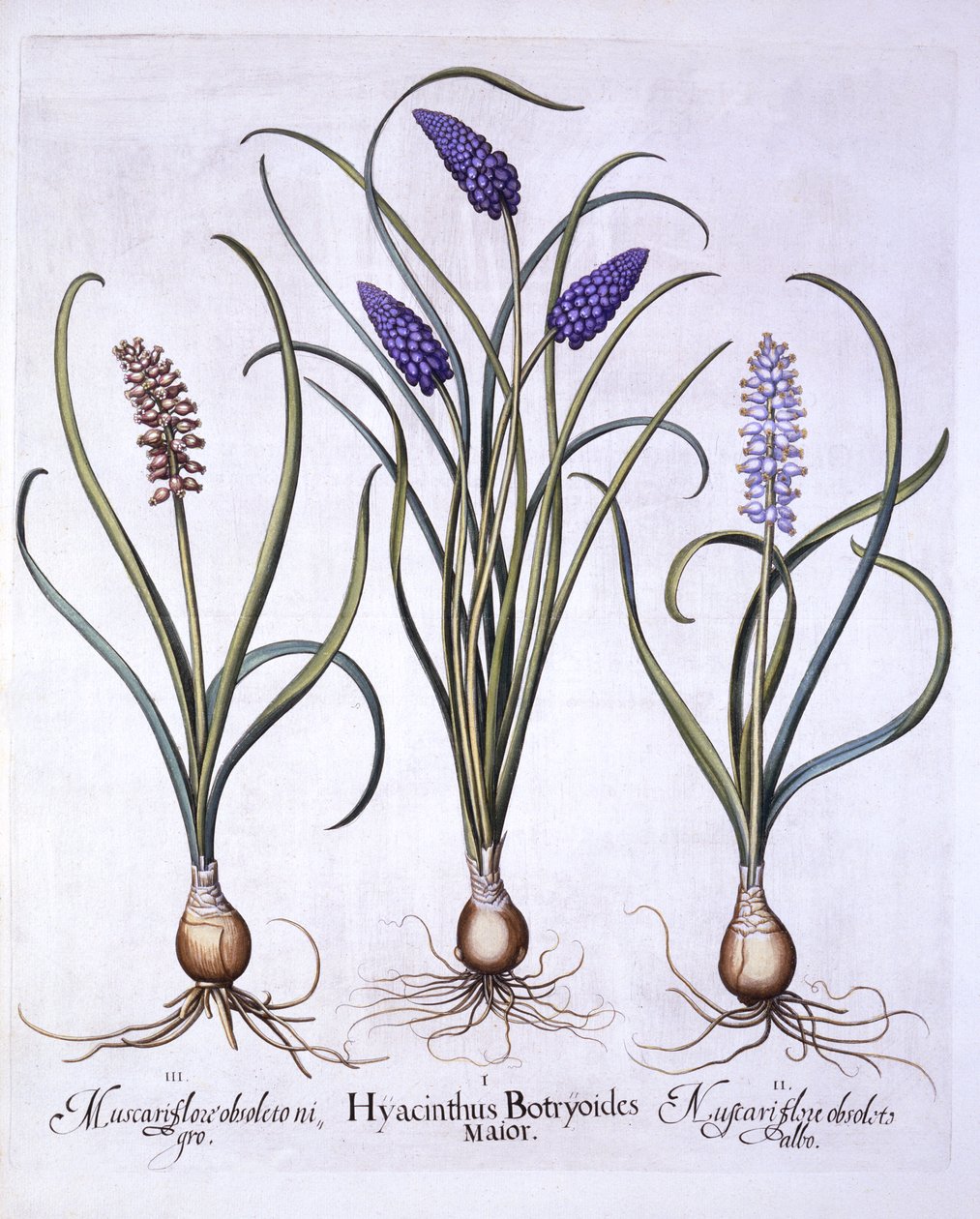 Jacintos de Uva, de Hortus Eystettensis, por Basil Besler, pub. 1613 de German School