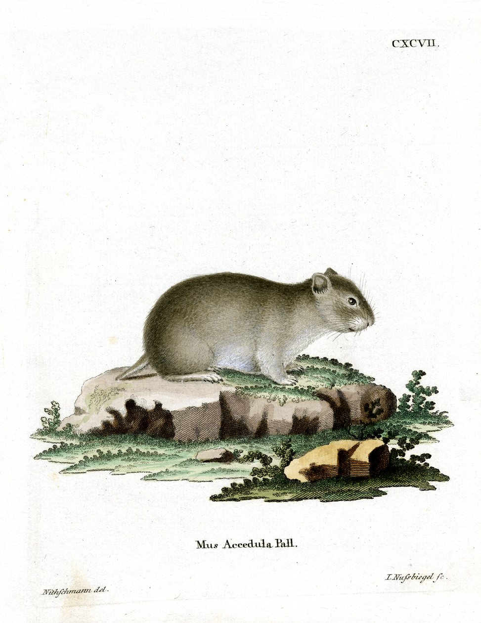 Hámster Enano Gris de German School