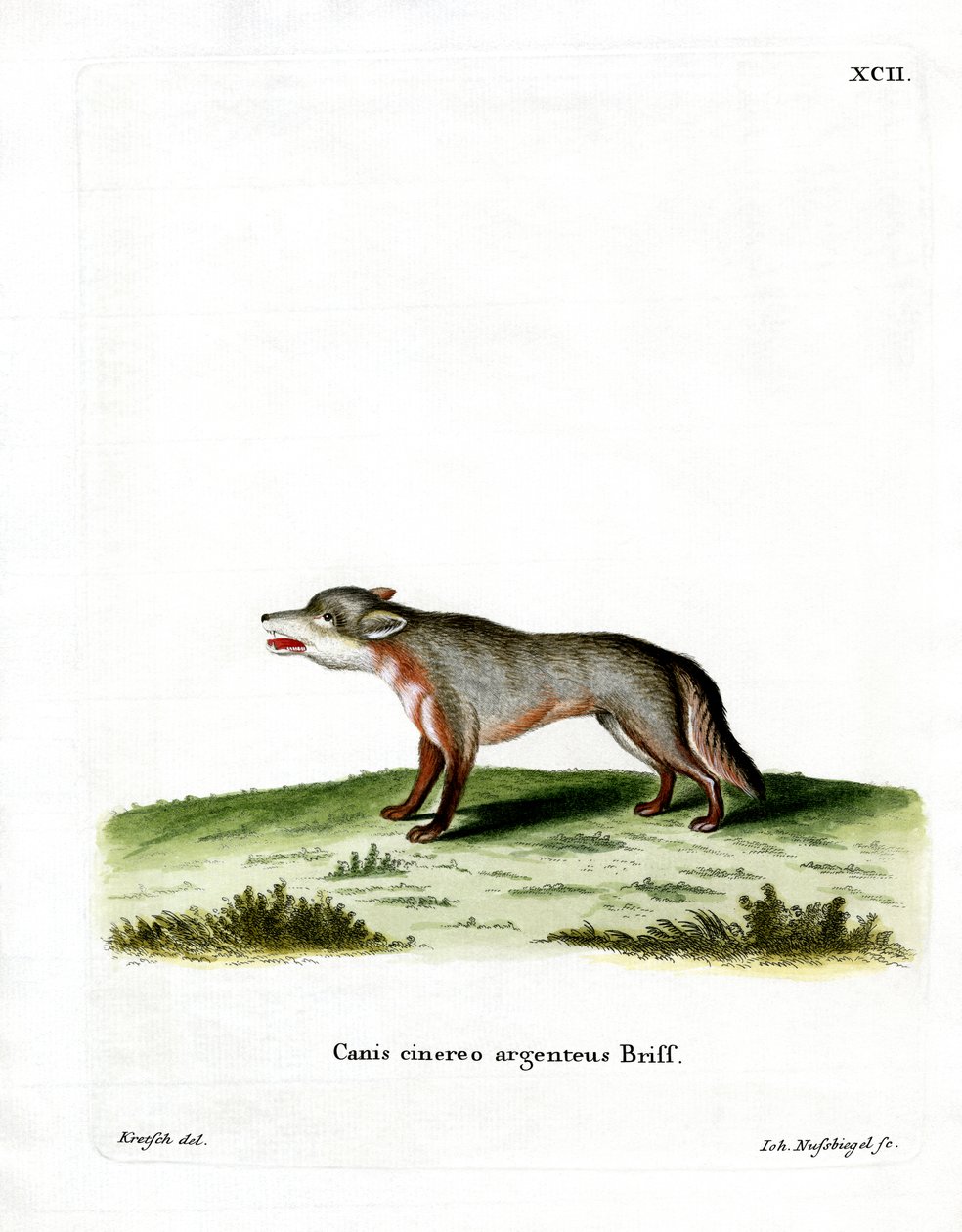 Zorro gris de German School