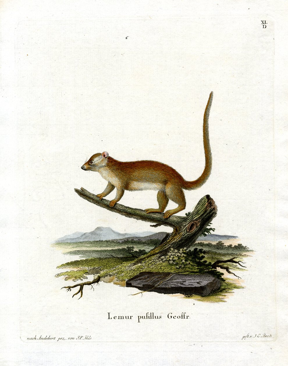 Lémur Ratón Gris de German School