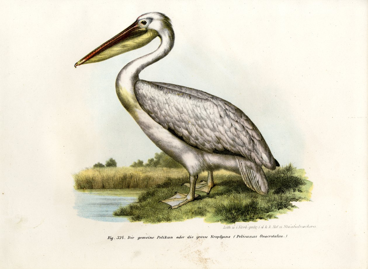 Gran Pelícano Blanco, 1864 de German School