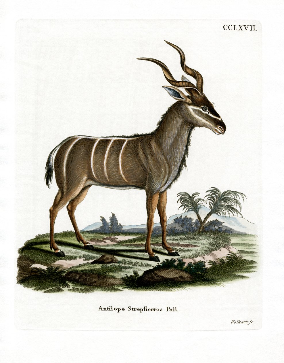 Kudu mayor de German School