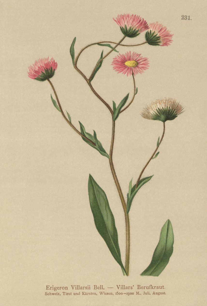 Erigeron griego (Erigeron Villarsii, Erigeron atticus) de German School