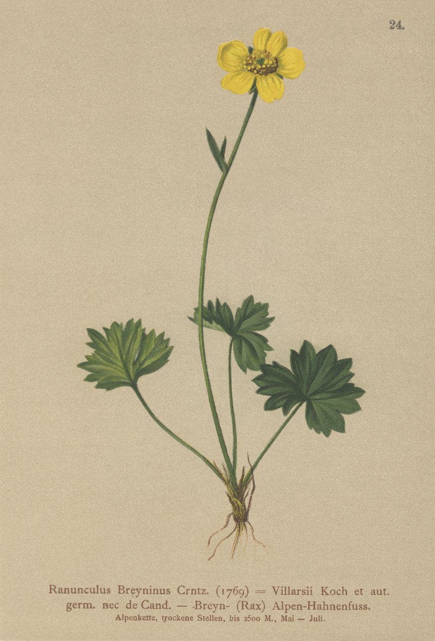 Ranúnculo de Greniers (Ranunculus Breynius, Ranunculus Villarsii, Ranunculus grenierianus) de German School
