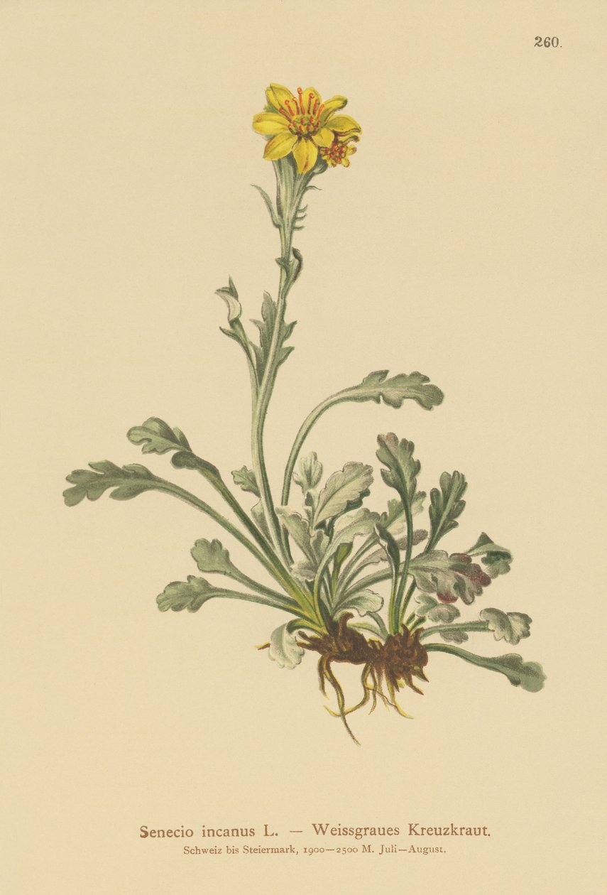 Senecio gris (Senecio incanus) de German School