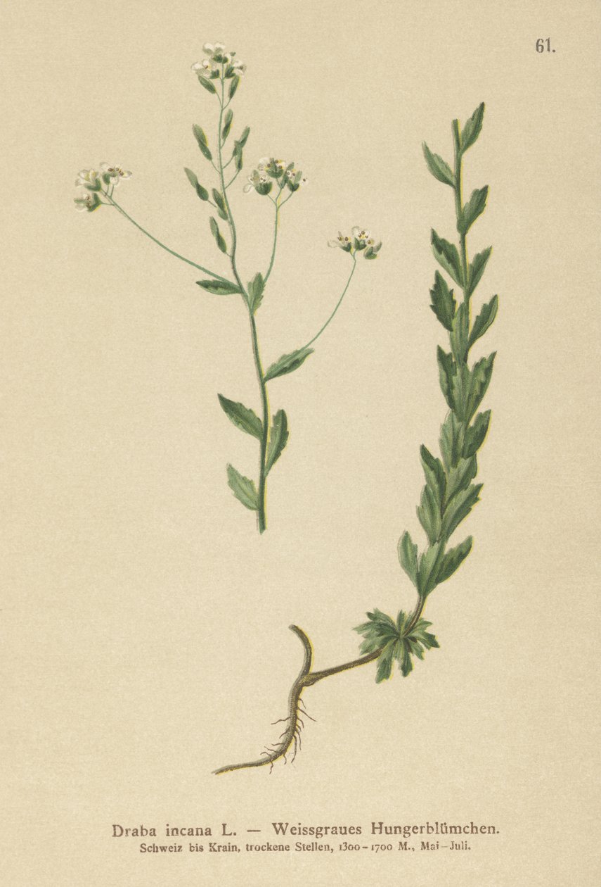 Draba gris (Draba incana) de German School