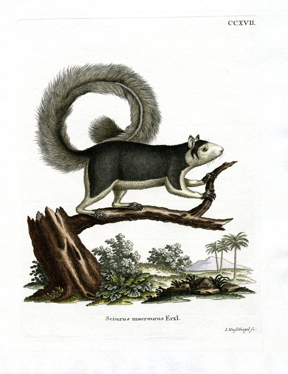 Ardilla Gigante Grís de German School