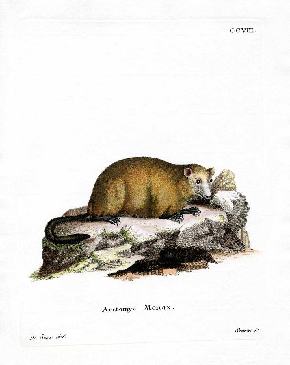 Marmota de German School