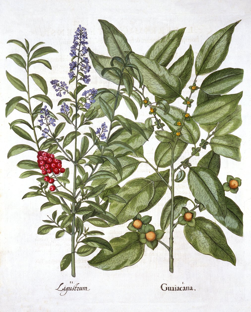 Guayaco y ligustro chino, de Hortus Eystettensis, por Basil Besler, pub. 1613 de German School