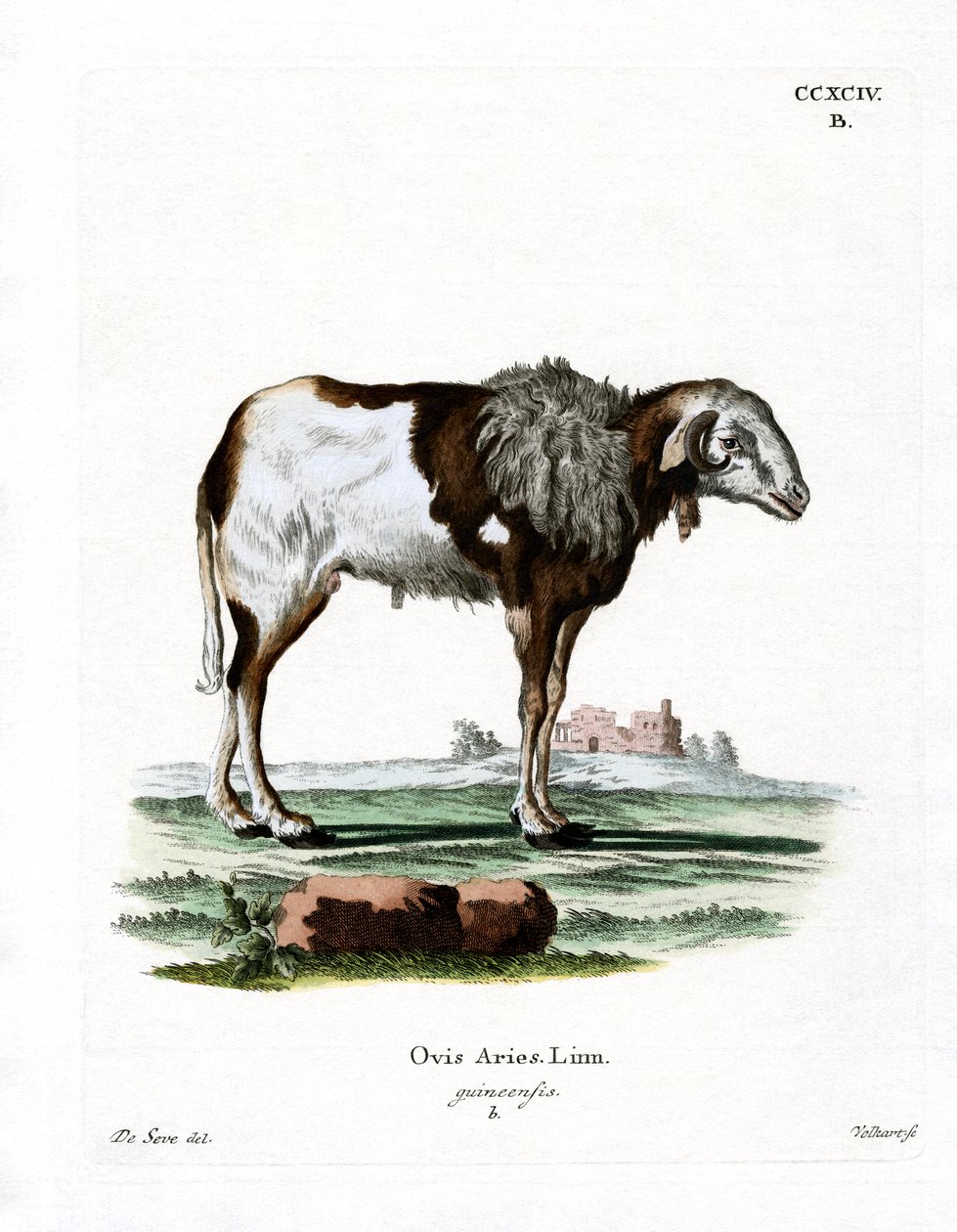 Oveja de Guinea de German School