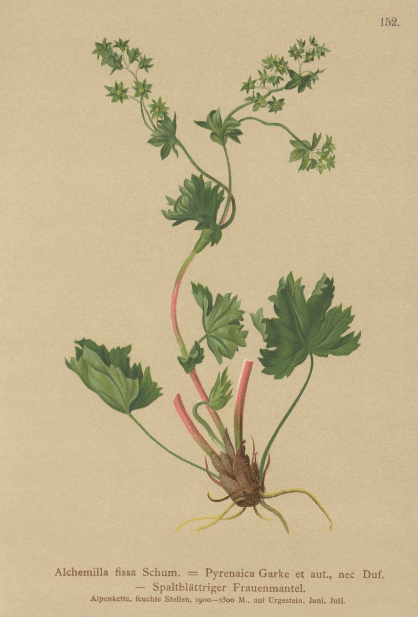 Alquimila sin pelos (Alchemilla fissa, Alchemilla Pyrenaica) de German School