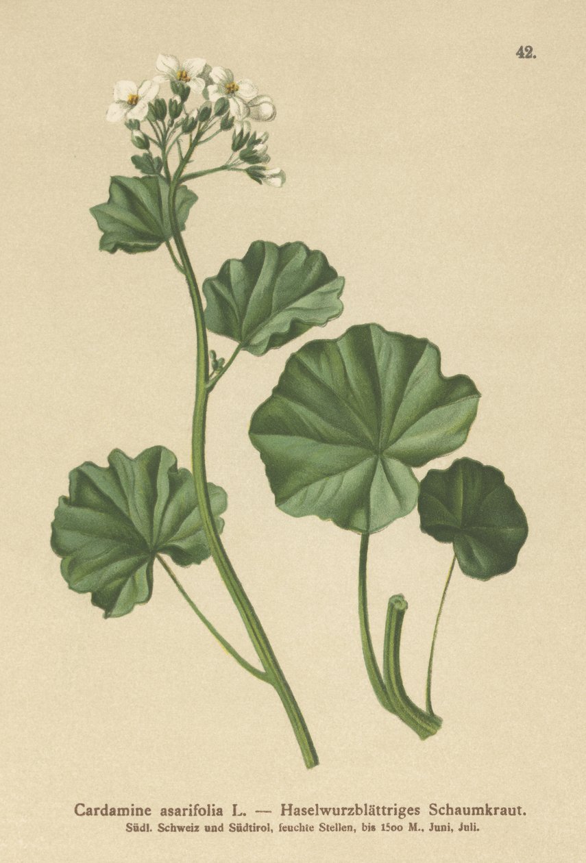 Berro amargo peludo (Cardamine asarifolia) de German School