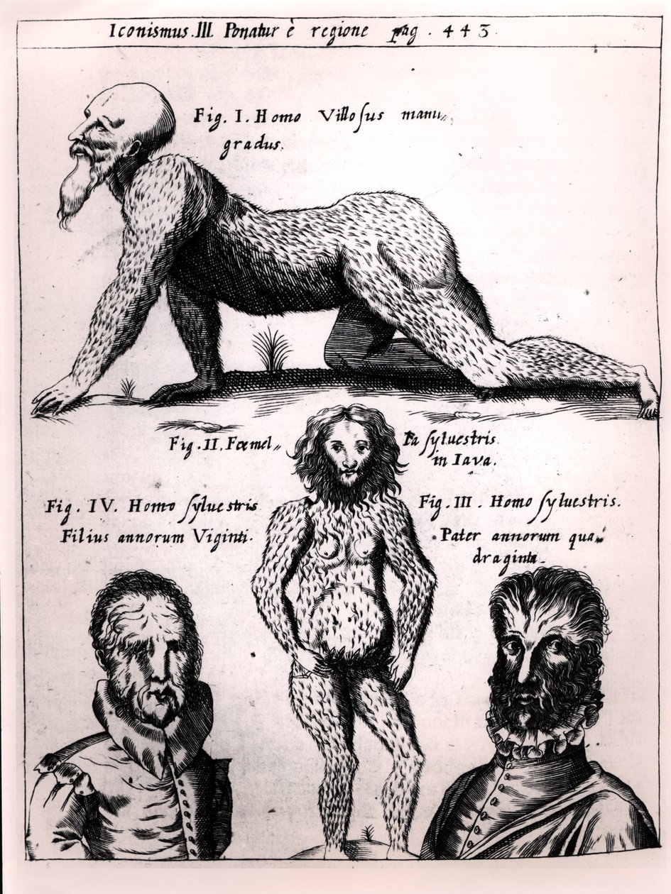 Hombre peludo y hombre salvaje, ilustración de Physica Curiosa de Gaspar Schott de German School