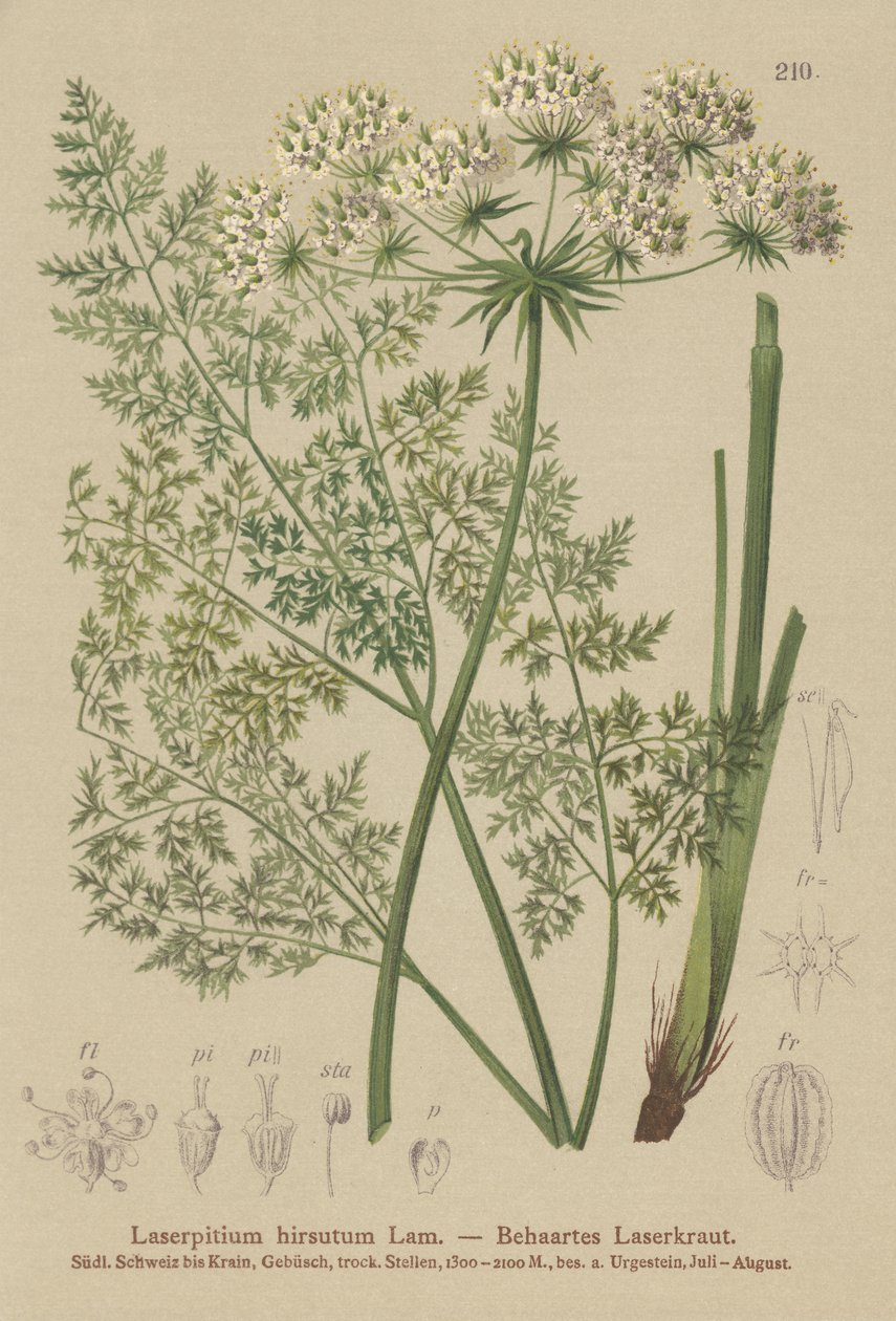 Laserpicio de Haller (Laserpitium hirsutum, Laserpitium halleri, Laserpitium panax) de German School