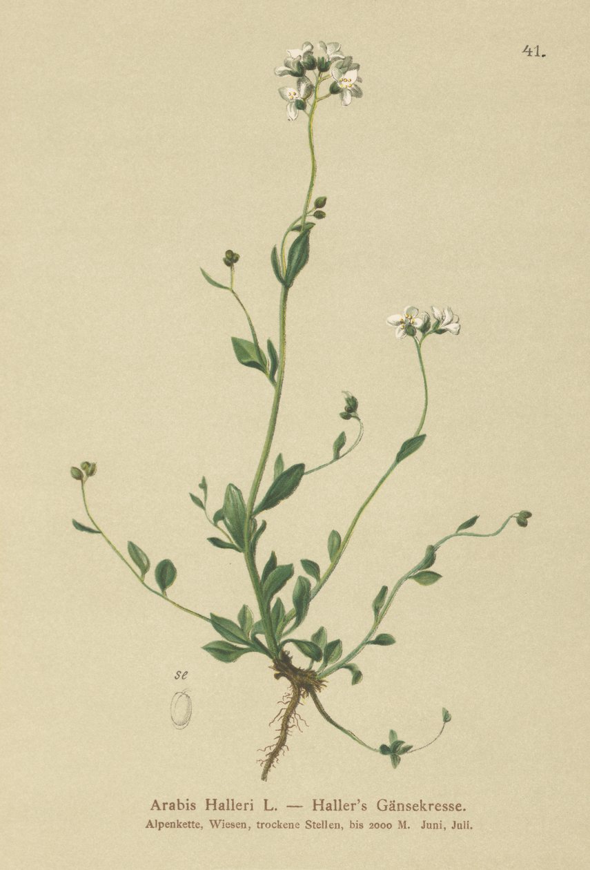 Berro de Haller (Arabis halleri) de German School