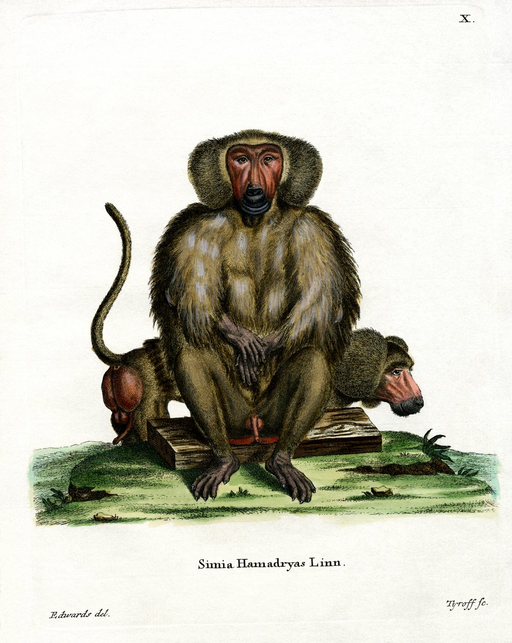 Babuino Hamadryas de German School