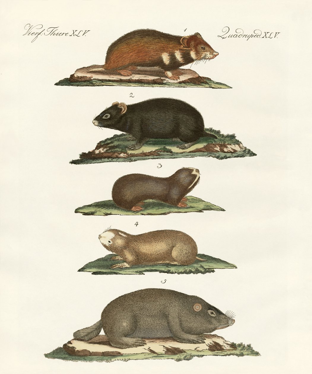Hámsters y topillos de German School
