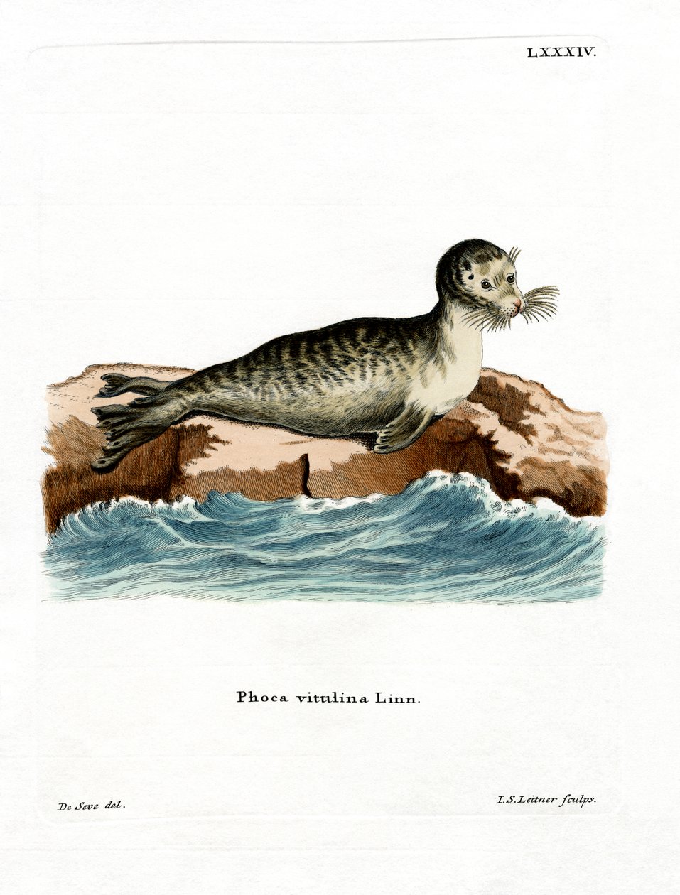 Foca común de German School